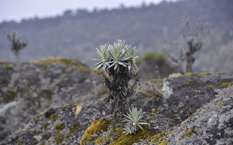 Safety considerations for Kilimanjaro climb to prevent altitude sickness